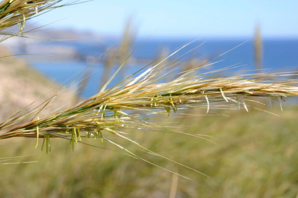 photo de fibre naturelle